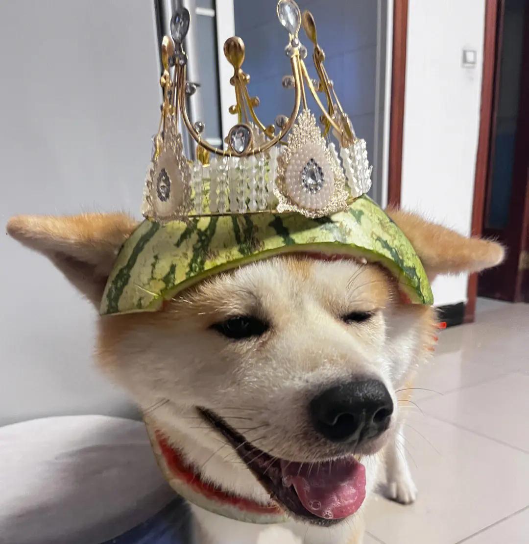 家里养一只狗有什么好处和坏处,家里养一个月的狗有什么说法