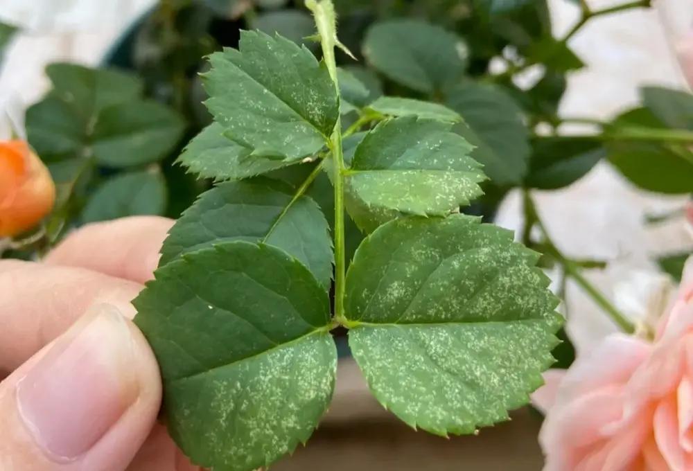 怎样消灭红蜘蛛最有效的方法,红蜘蛛如何彻底爆发