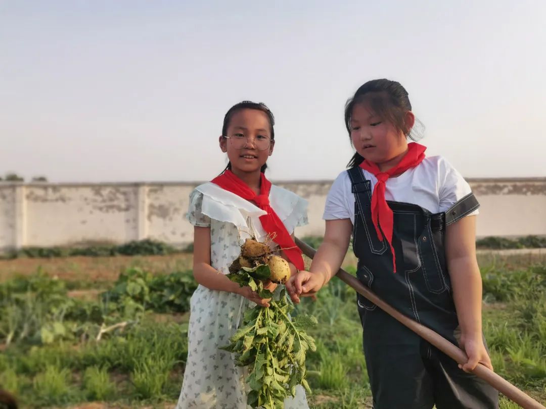 “土”露汗水“豆”耘童年——东风小学劳动教育实践活动之土豆丰收季