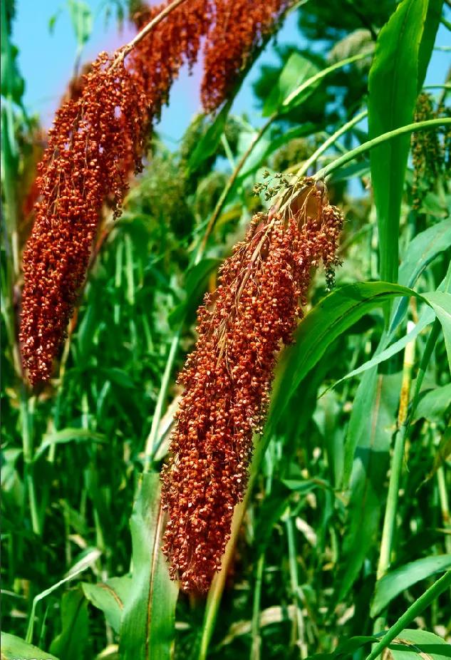 浜旇胺鏉傜伯楂樼脖,浜旇胺鏉傝皥