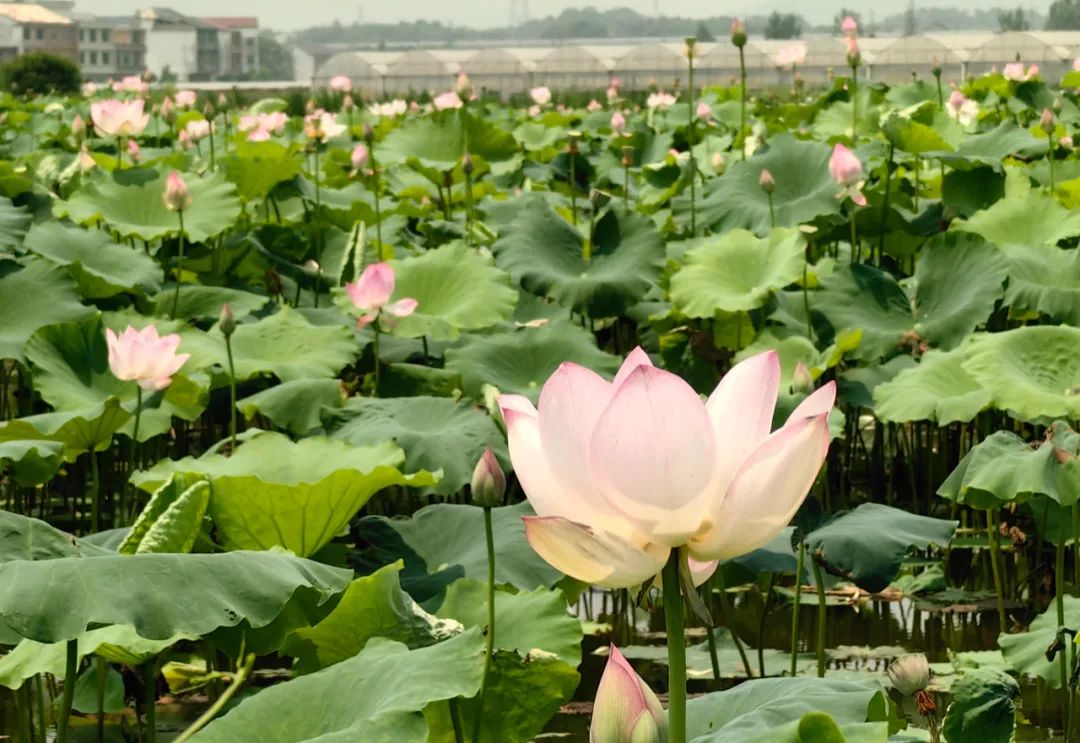 全球学子嘉游赣|上饶的第一波荷花开了，让我们一起步入飘满荷香的夏天！