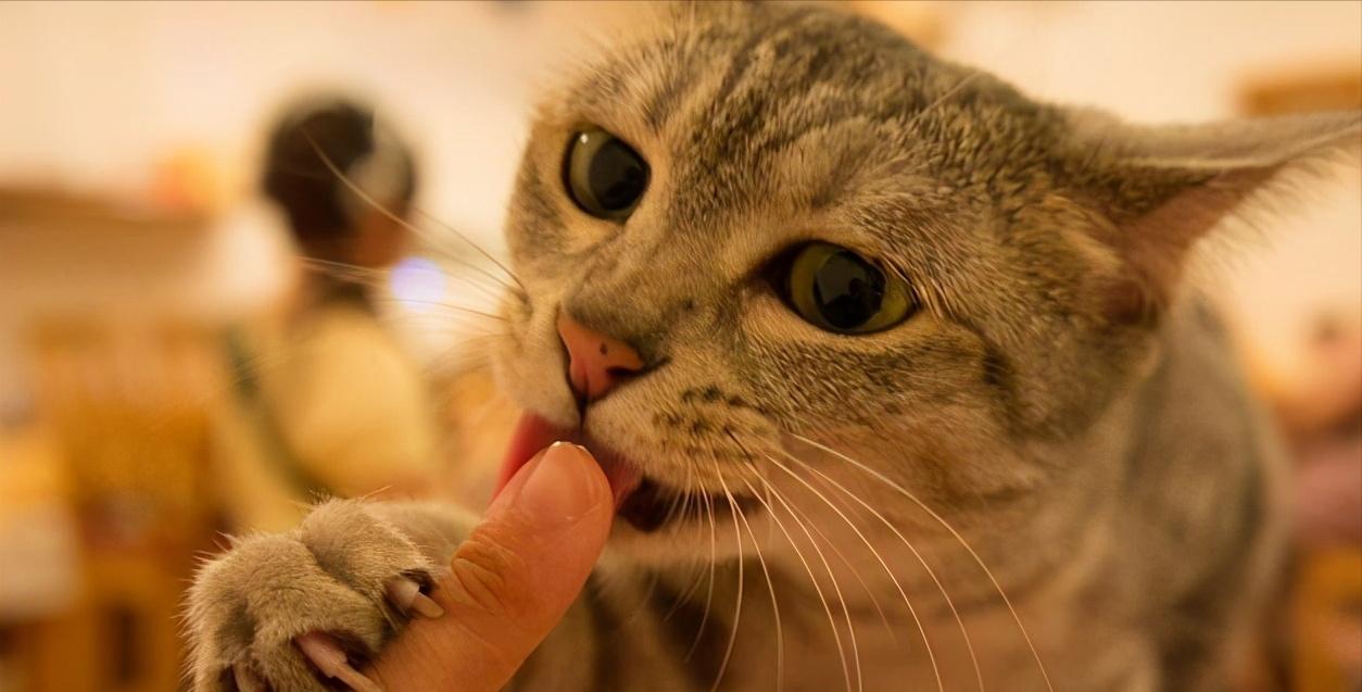 新手养猫猫咪轻咬人,养猫猫轻咬主人啥意思