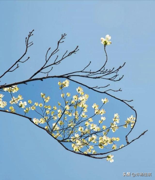 12星座智商排名,12星座性格特点漫画