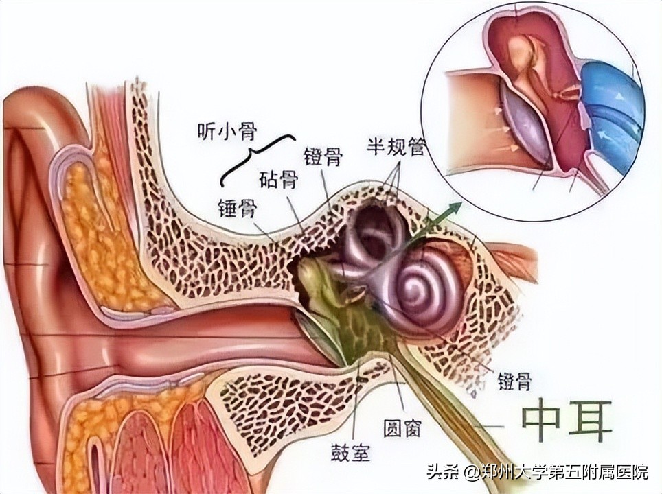 全国爱耳日护耳小知识有哪些,全国爱耳日预防知识
