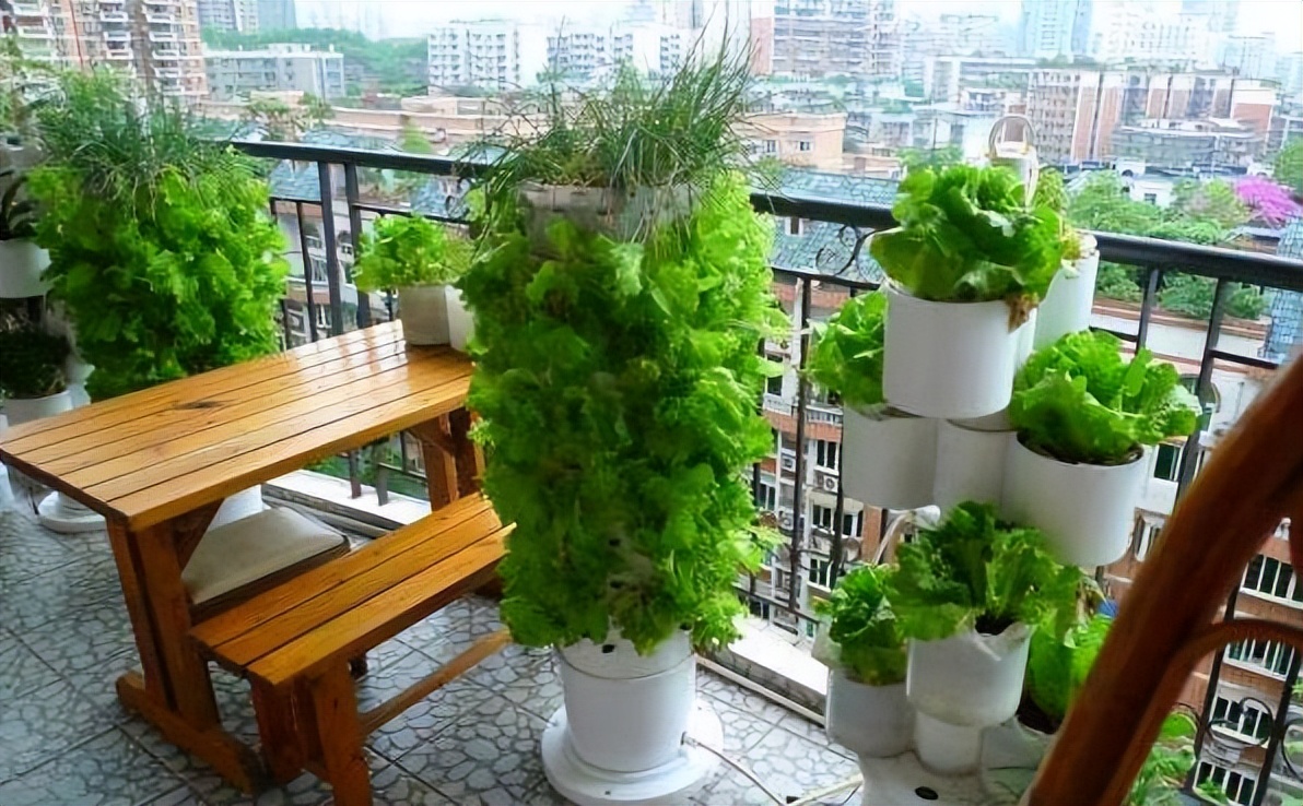 韭菜种植新农人推荐,阳台种菜入门韭菜