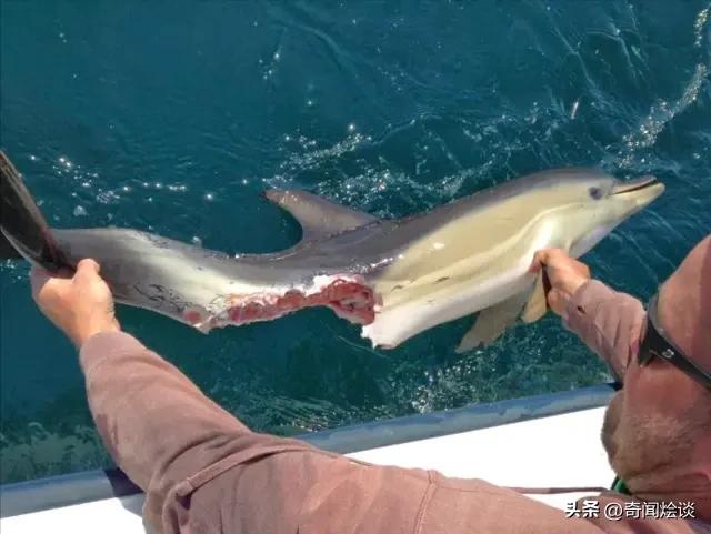 凶残的动物捕猎现场,盘点动物捕猎瞬间的迷惑行为