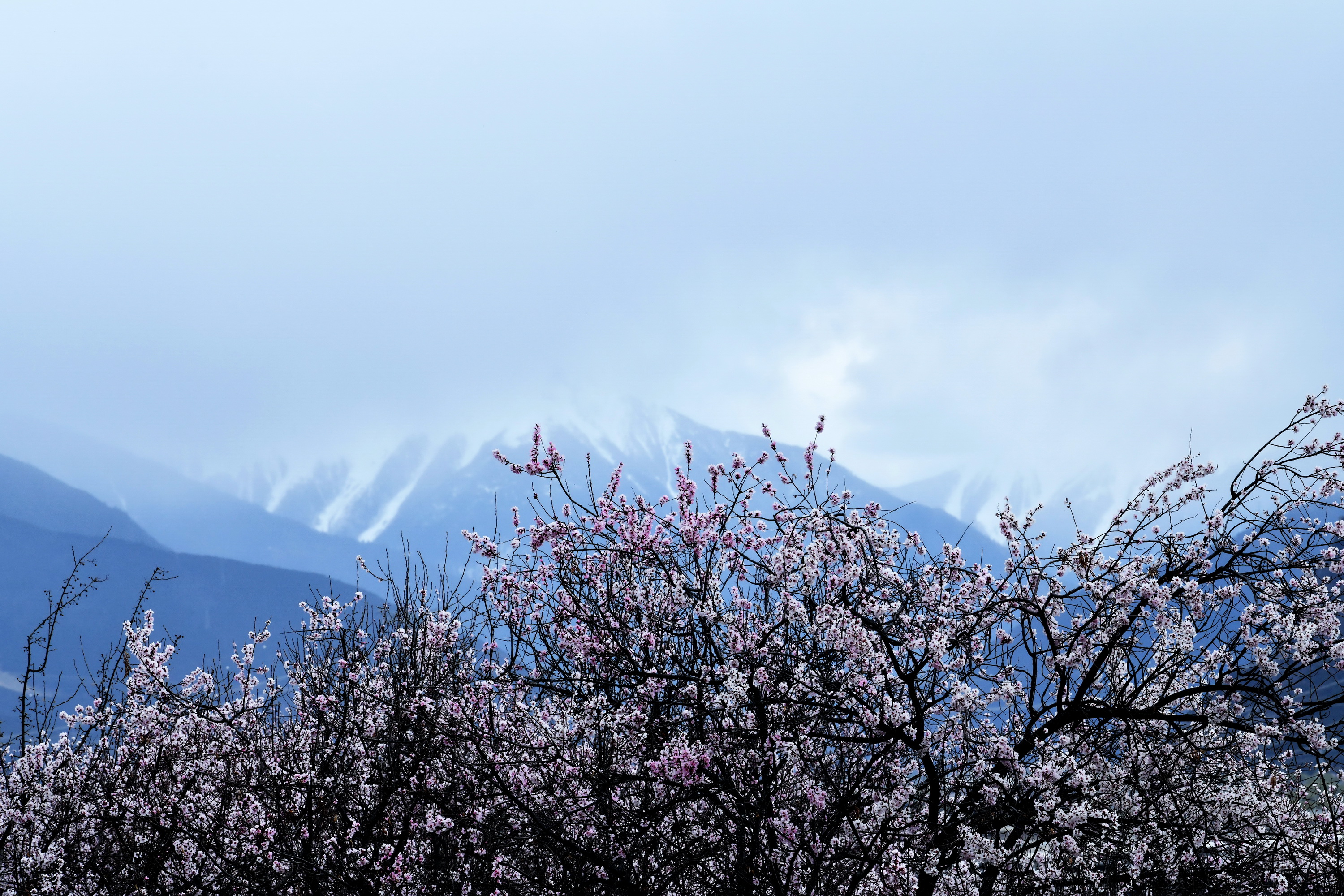 雪域林芝桃花图片 (在雪域江南西藏林芝邂逅漫山桃花)