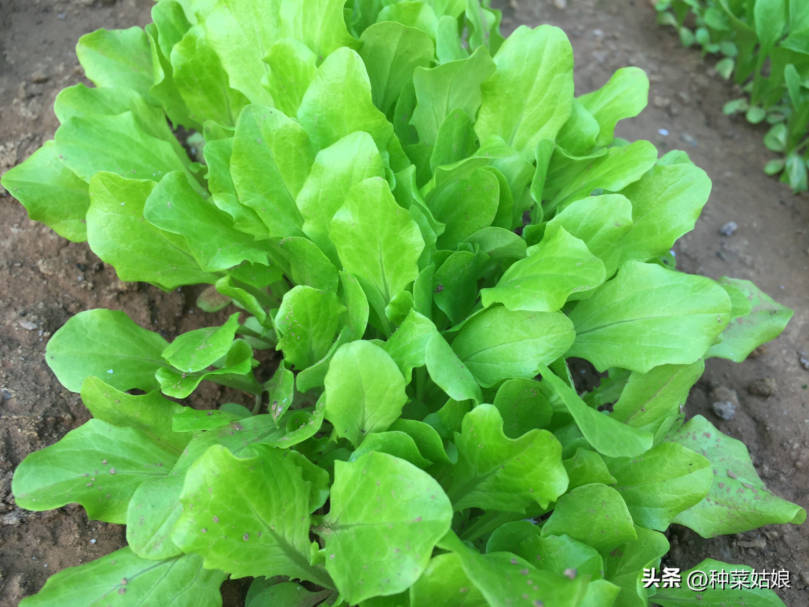 都说种菜喷磷酸二氢钾好，真的那么神奇吗，还有哪些叶面肥？