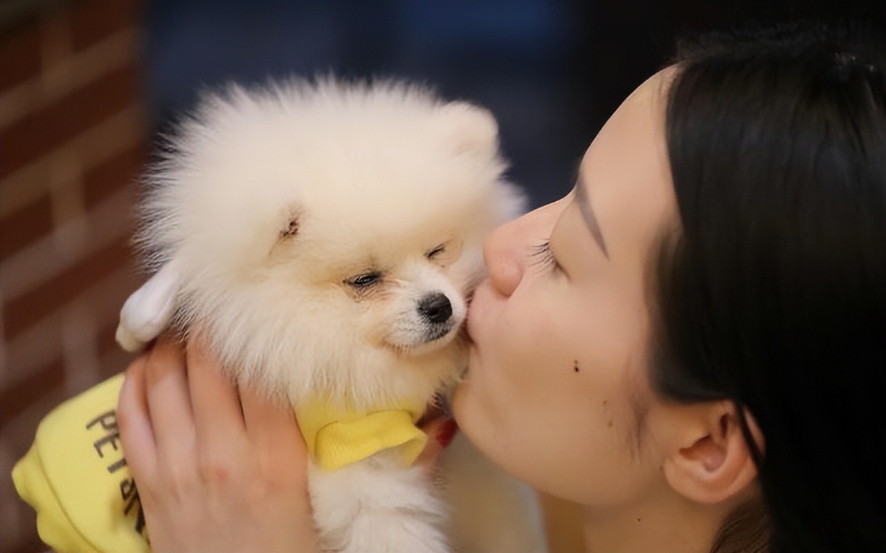 博美犬的饲养常识有哪些,博美犬优缺点有哪些表现