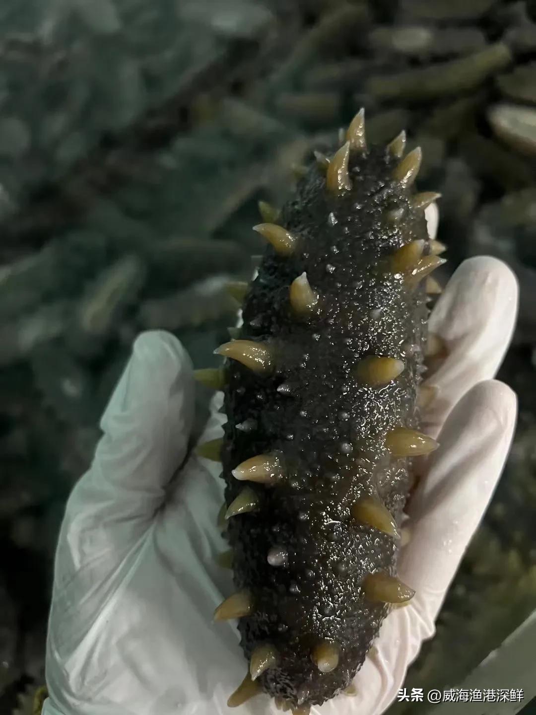 网上海参哪家卖得比较好,网上卖大连海参咋样