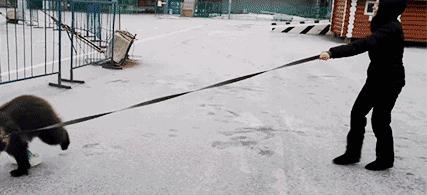 熊在俄罗斯没有尊严,最有尊严的俄罗斯熊