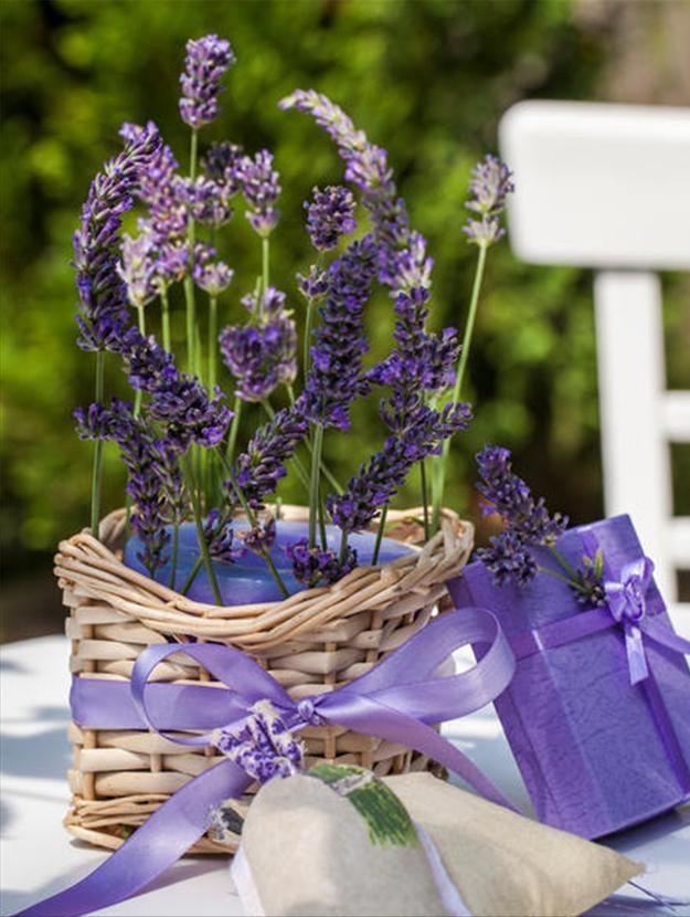 卧室净化空气有香味的植物,在卧室可以养的花好看香好养