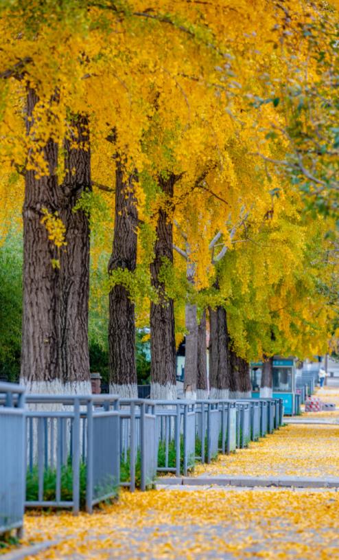 济南必打卡之地金秋时节,济南冬季打卡旅游胜地