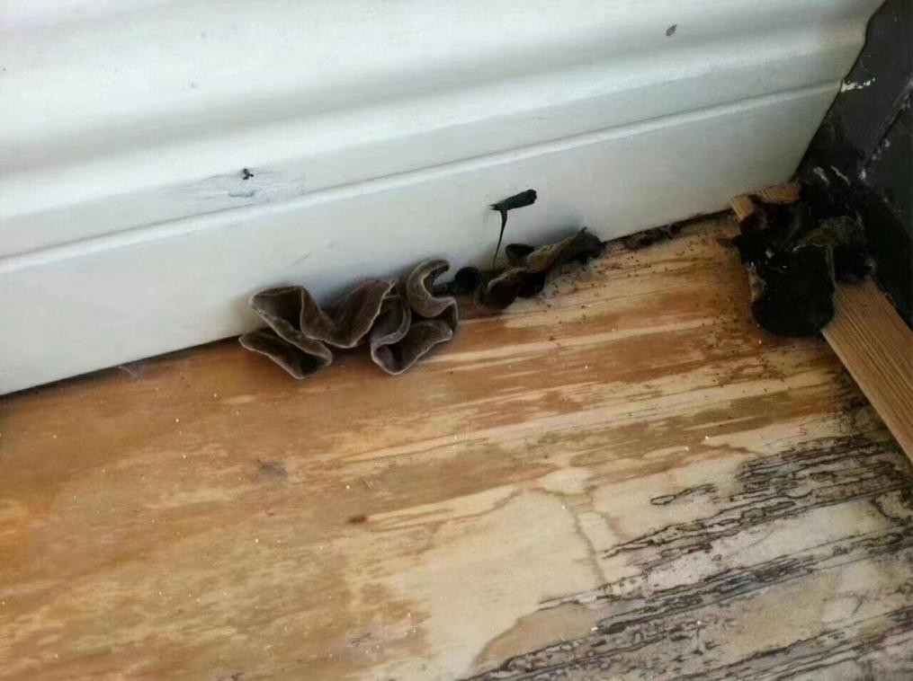 扛起木地板行业售后服务大旗工匠哥有话说