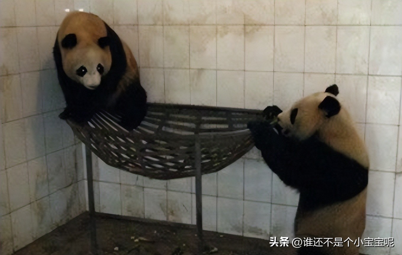每天认识一只大熊猫——晴晴，奇迹大熊猫，堪称熊猫届的“哪吒”