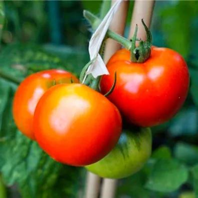 胃不好病人营养餐每天搭配食谱,胃不好适合吃什么样的饭菜水果