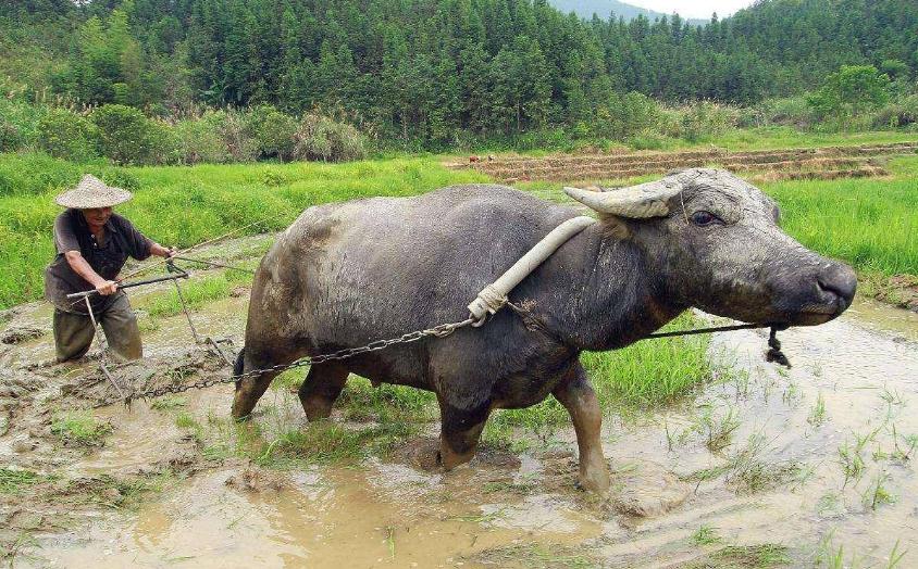 郭德纲为什么不吃四样东西,郭德纲的四大不吃