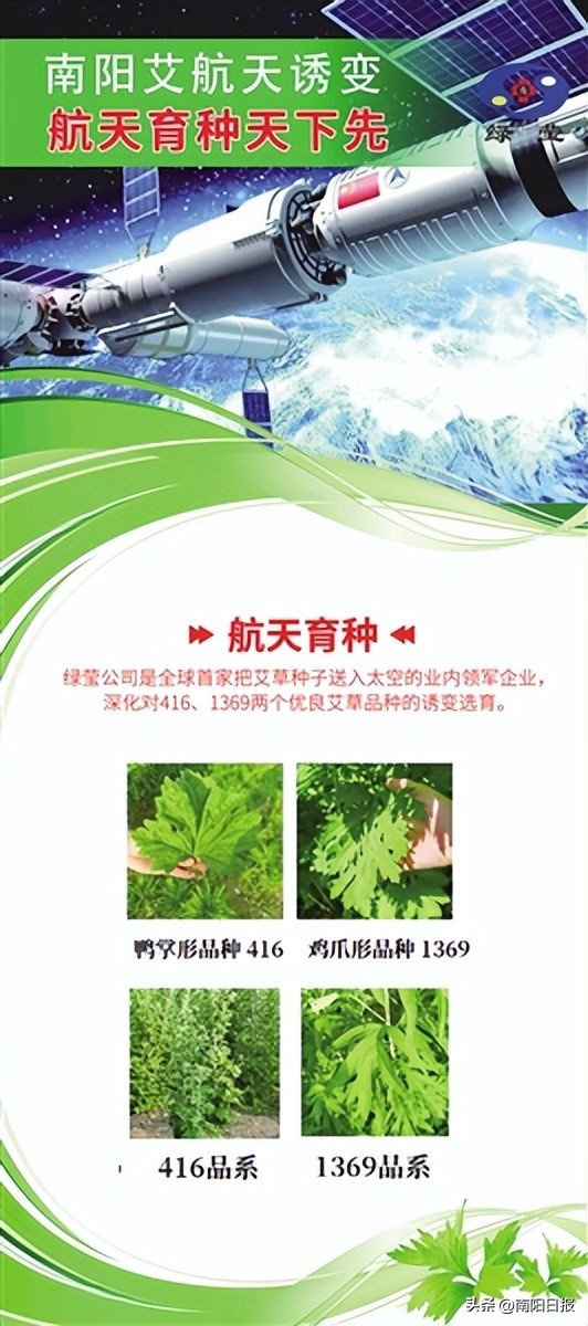 南阳绿莹艾草制品加盟,河南南阳艾草品牌