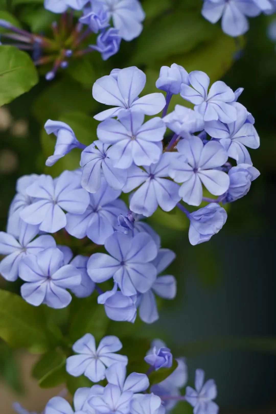 花市上新｜６月的花儿，点燃郫都盛夏色彩