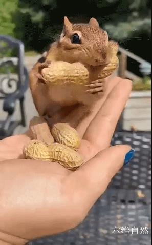花栗鼠吃不吃瓜子,花栗鼠为什么吃花生