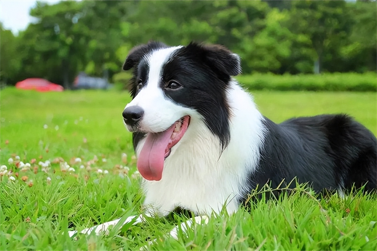 狗狗怀孕可用普安特驱虫吗,普安特宠物止泻药