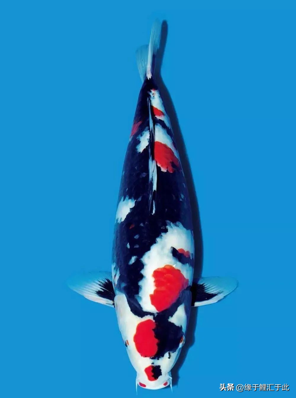 如何挑选母锦鲤鱼品种视频,小锦鲤鱼怎么挑选好的饵料