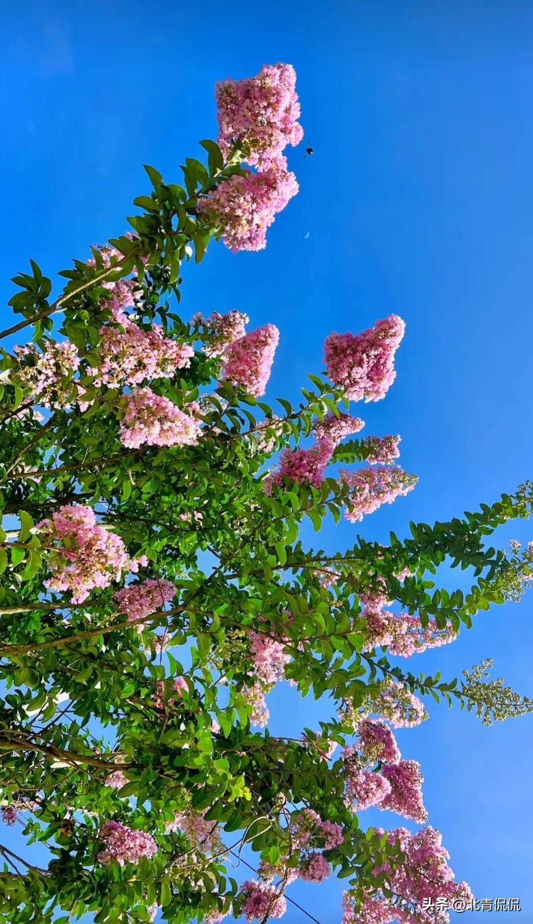 门前最旺风水花草可同时种几种,庭院五种树代表吉祥金玉满堂