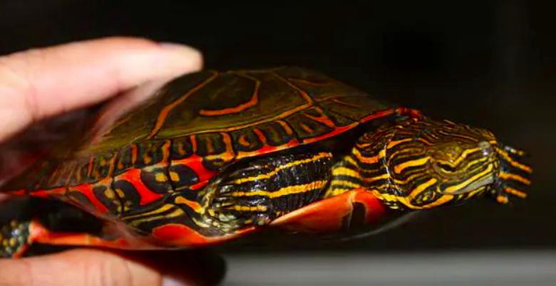 锦龟种类及图片大全,锦龟每个品种图片