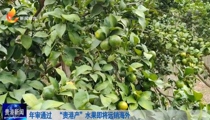 年审通过“贵港产”水果即将远销海外