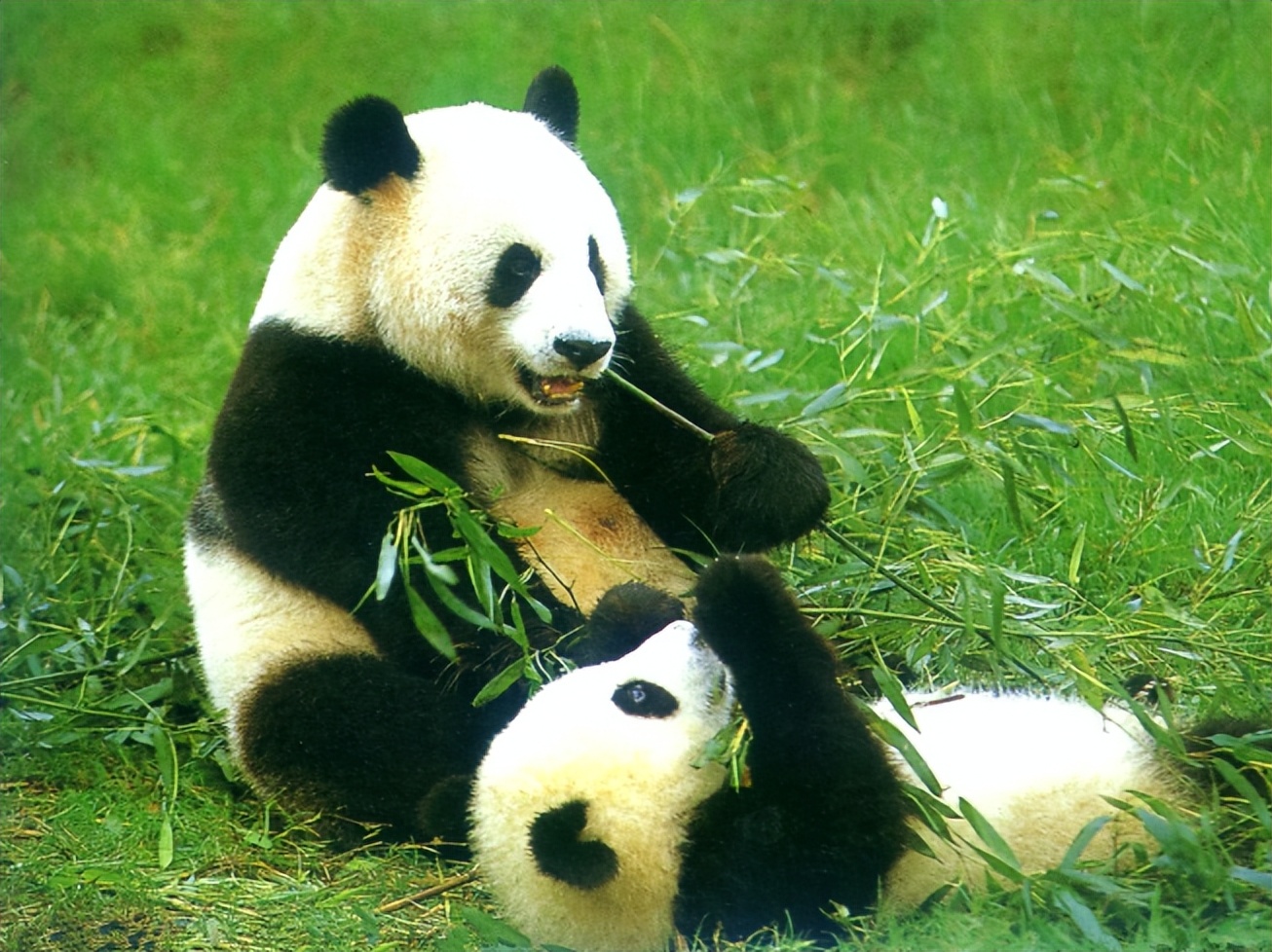 印度屡次向中国求借大熊猫遭拒，卡塔尔却一次成功？背后有何原因