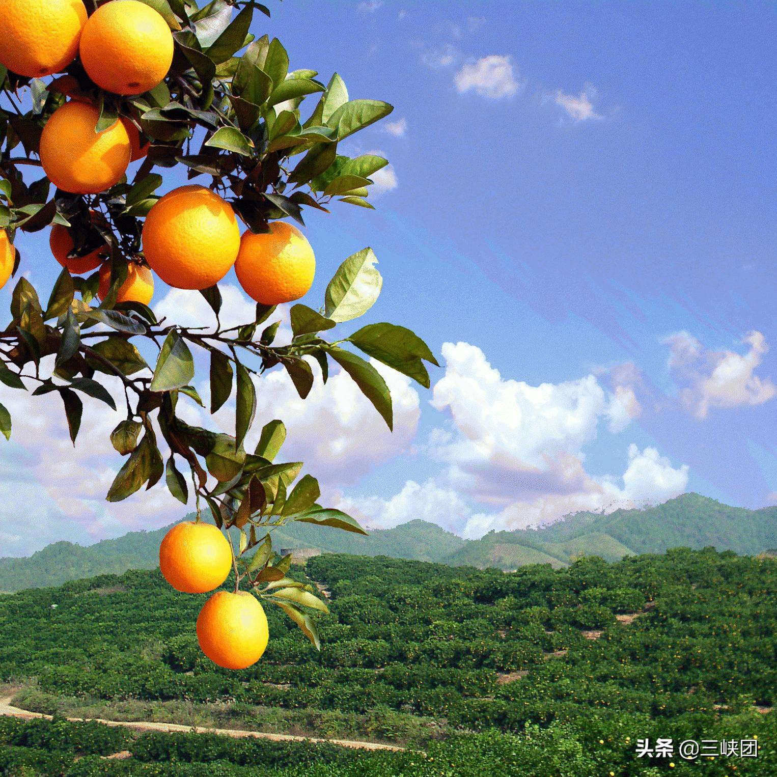 河南返乡创业的新农人自媒体,新农人自媒体