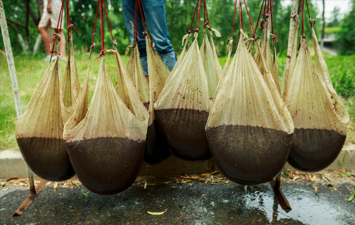 一天能捞100多斤!中国多地出现“捞虫族”,暴利下风险有多大?