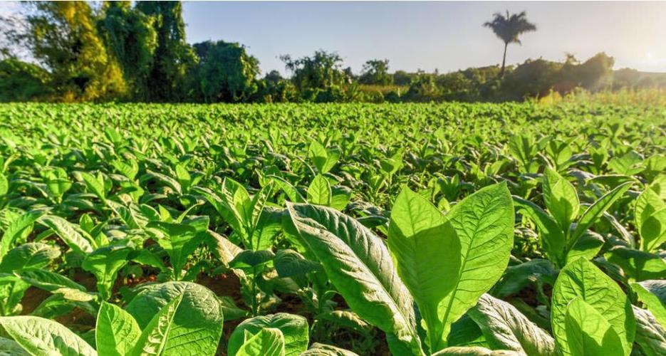 最赚钱的是哪款香烟,哪种烟最赚钱