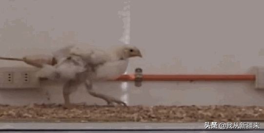 新疆哈密翼龙,天山哈密翼龙