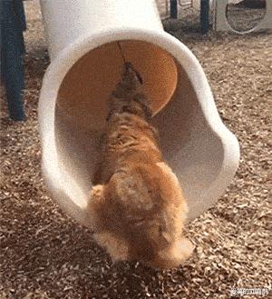 麻麻说了,谁要是娶了我,后面的苞米都是你的,哈哈哈