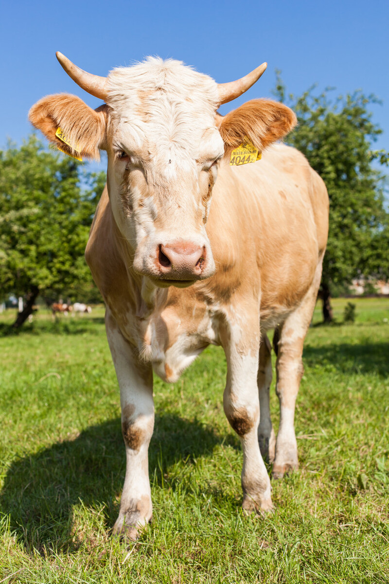 母牛产犊过大站不起来,母牛产犊三不喂