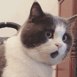 买猫推荐不怎么掉毛,买猫不被坑