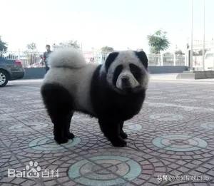 松狮犬是大型犬吗,松狮犬宠物百科