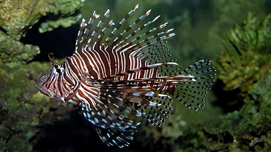 比巨齿鲨更恐怖的十种海怪,比巨齿鲨可怕的六种海怪