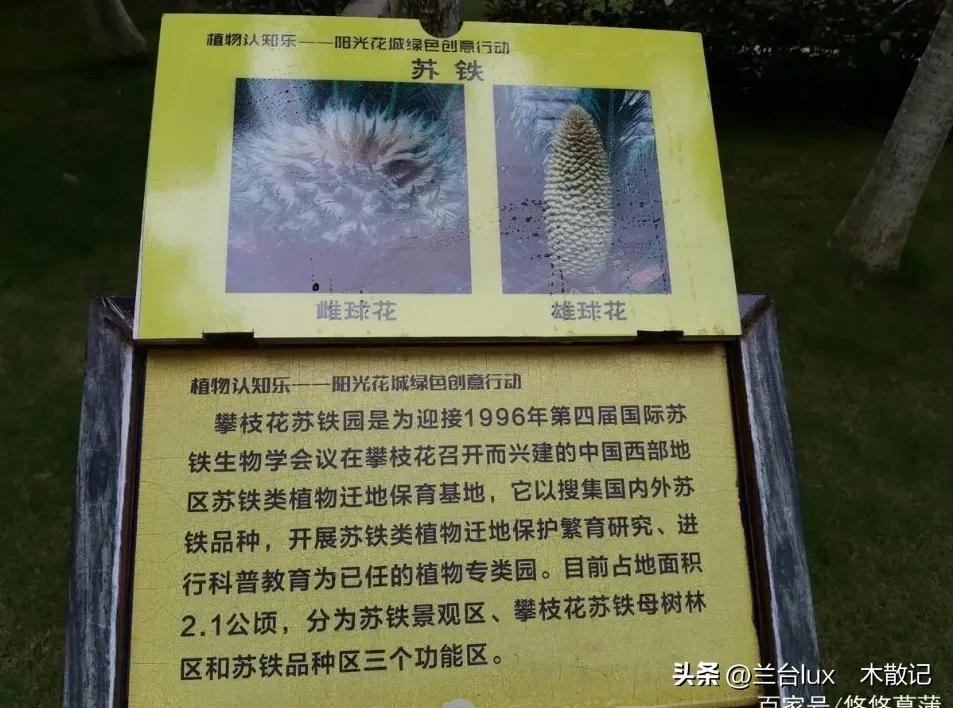 攀枝花的苏铁园有什么,攀枝花苏铁园林介绍