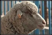 索科罗岛美利奴羊羔的形态描述和体重预测