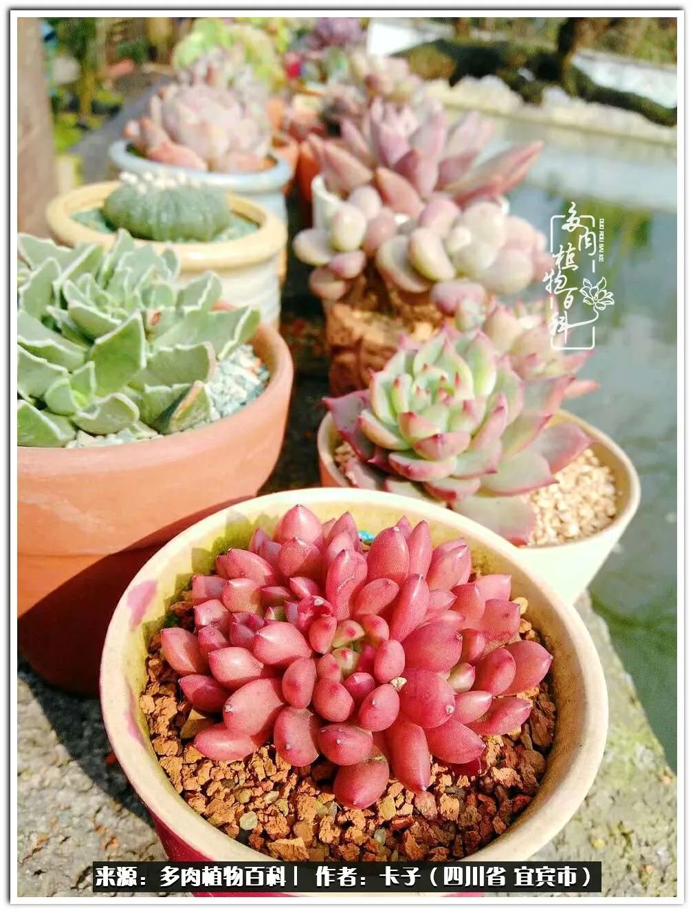 送我一轮明月文案,送我一轮明月