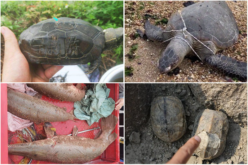 男子在水库钓鱼发现一只石雕乌龟,钓鱼人发现的尸体是章子欣吗