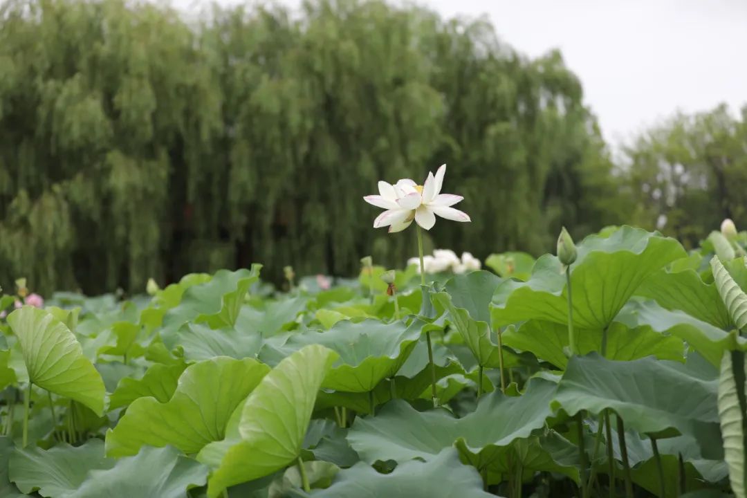 荷你有约环创,荷你有约完整视频
