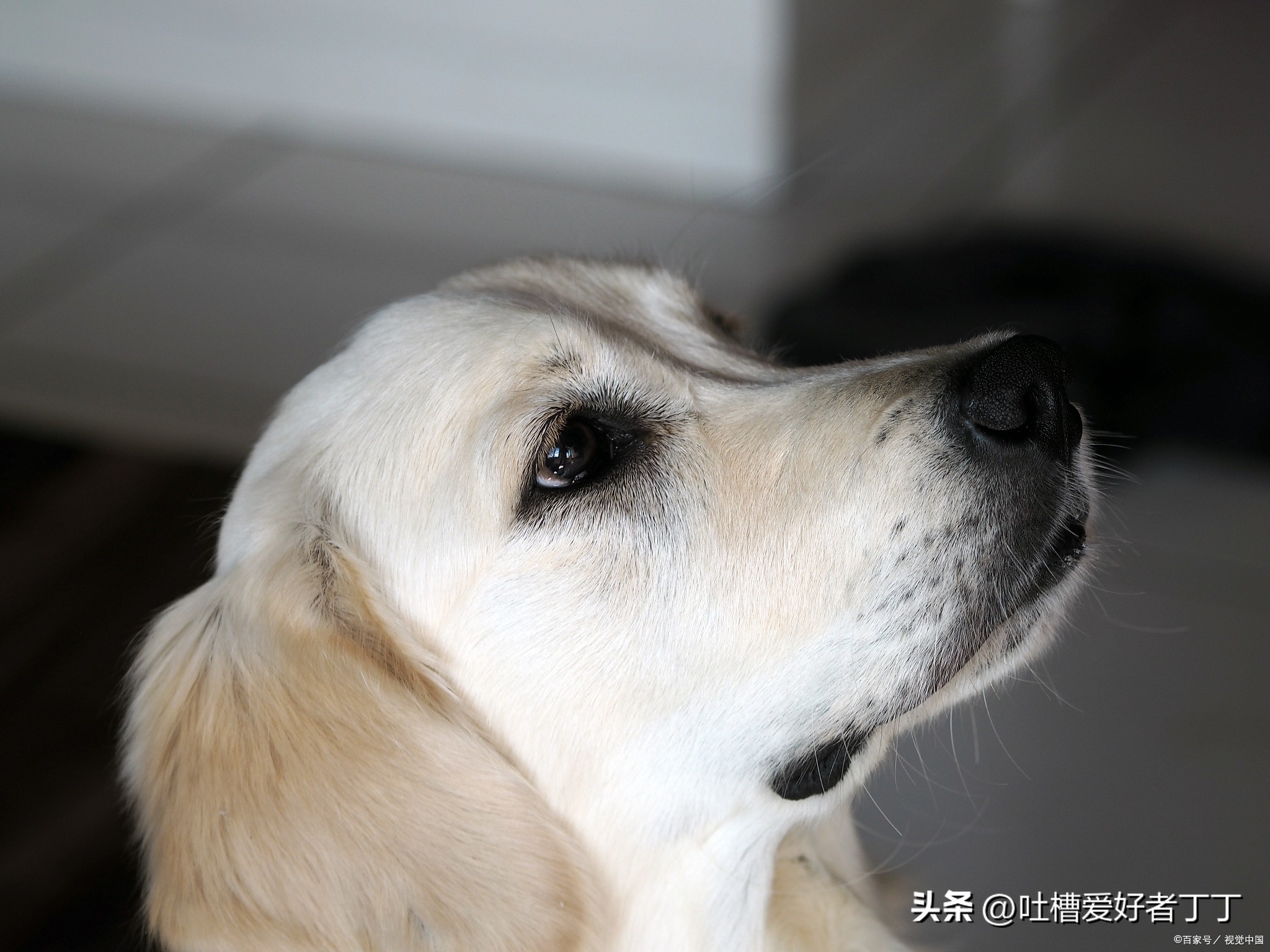 狗狗上火吃什么蔬菜,狗狗上火了喝什么药