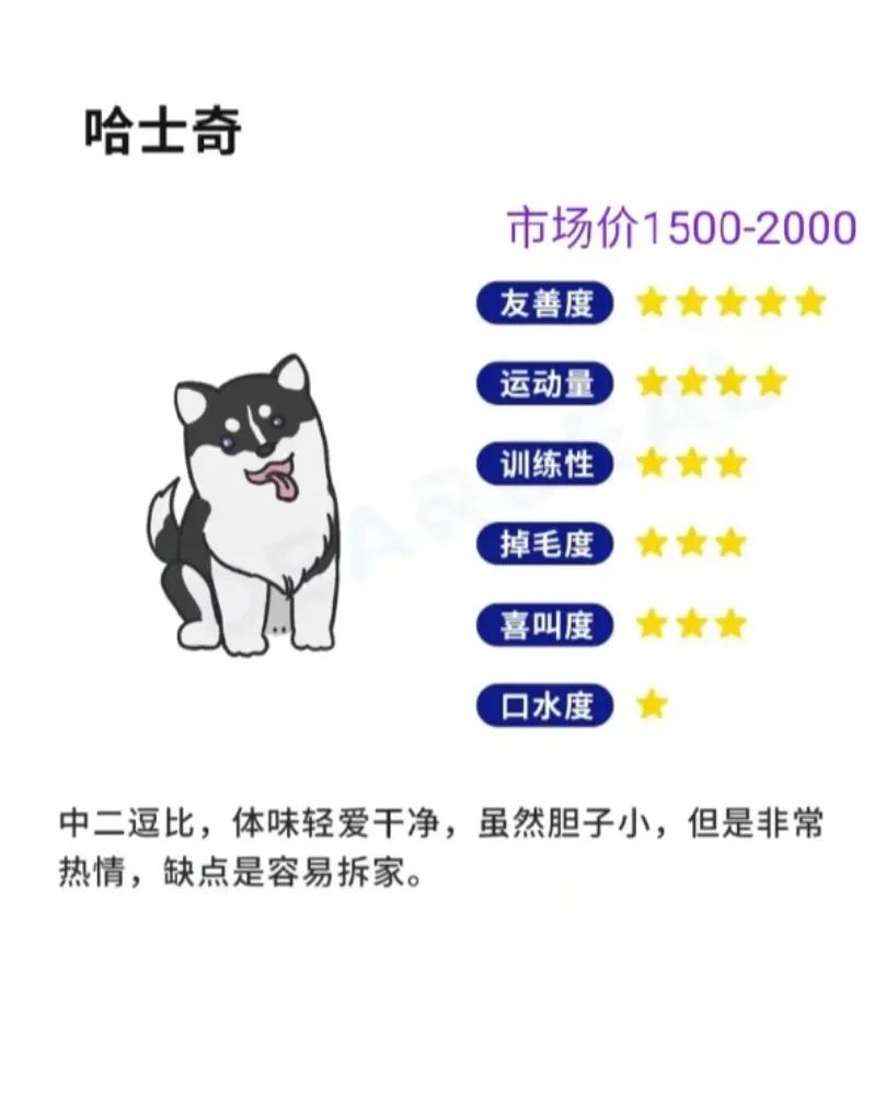 新手正确挑选哈士奇的方式,三阳哈士奇入手价格
