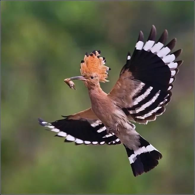 谷雨节气的含义是什么,谷雨节气介绍
