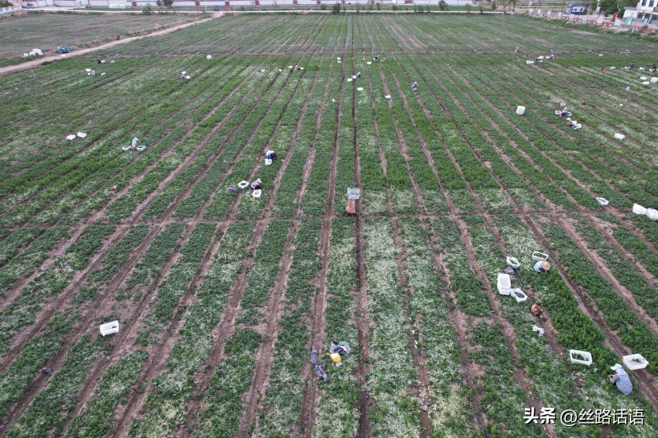 清泉镇双桥村：乡村建设美如画幸福生活踏歌来