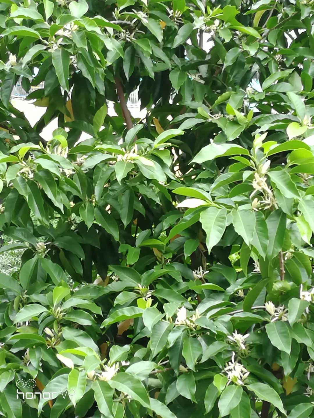 开花植物大全100种,实用分享30款小型开花树种介绍