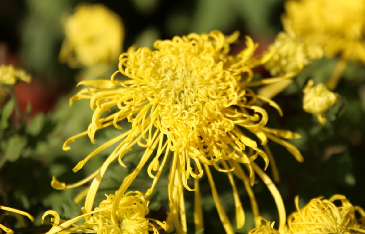 中国古代诗歌之最第一首咏物诗,中国文人第一首咏物诗